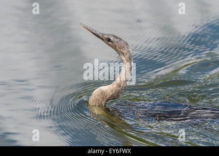 Anhinga nuoto a Venezia Rookery, South Tamiami per voli Trail, Venezia, Florida, Stati Uniti d'America Foto Stock