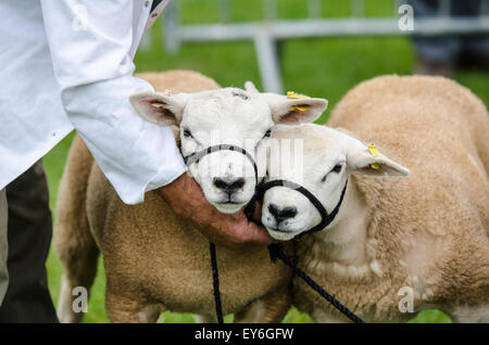 Pecore a spettacolo agricolo in attesa di giudizio. Foto Stock