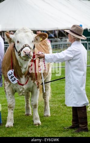 Bull essendo led intorno al ring e giudicato a spettacolo agricolo Foto Stock