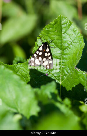 Arctia villica, crema-spot Tiger. Denisovo. Rjazan Regione, area Pronsky. La Russia. Foto Stock