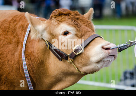 Close-up di bull essendo led intorno al ring e giudicato a spettacolo agricolo Foto Stock