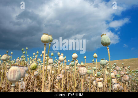 Papavero Papaver somniferum seedpods raccolto crescente nel campo cresciuti commercialmente medicina Zeeland Paesi Bassi Juli Foto Stock