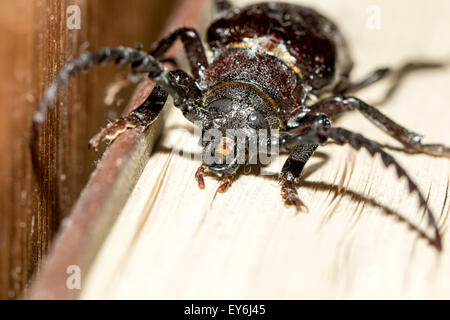 Prionus coriarius, segare Beetle. femmina Foto Stock