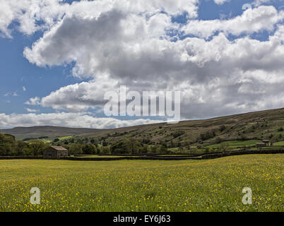 Prati da fieno a Muker, Swaledale Foto Stock