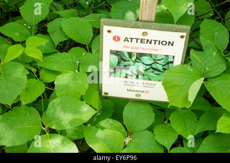 Poison Ivy con segnale di avvertimento Foto Stock