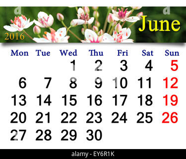 Calendario per il mese di giugno 2016 con fiori rosa e bianchi di Butomus umbellatus Foto Stock