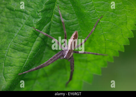 Vivaio Spider Web (Pisaurina mira) Foto Stock