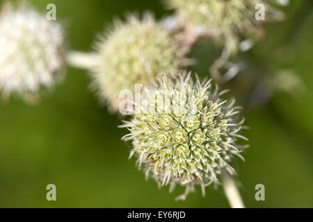 Master Rattlesnake fiori (Eryngium yuccifolium) Foto Stock