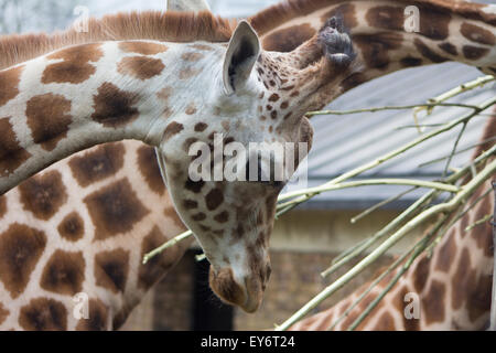 I giovani Giraffa presso lo Zoo di Londra Foto Stock