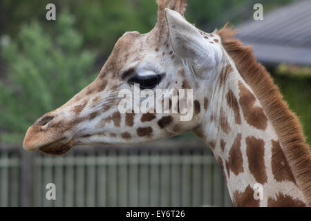 Ritratto di una giraffa presso lo Zoo di Londra Foto Stock