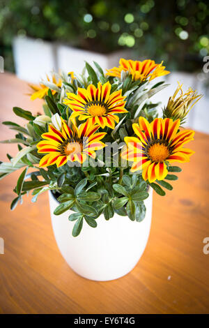 Gazania Splendens 'Daybreak Red Stripe F1', tesoro fiore Foto Stock