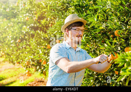 Allegro giovane uomo raccoglie le arance e i mandarini sulla fattoria di agrumi Foto Stock