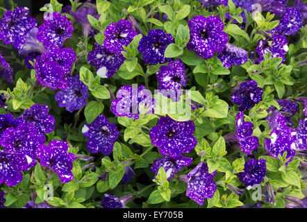 La Petunia 'cielo notturno' fiori Foto Stock