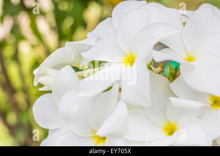 La purezza del bianco Plumeria o Frangipani i fiori sbocciano i fiori di albero tropicale Foto Stock