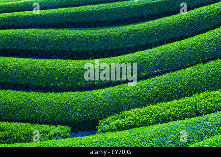Green le piantagioni di tè, chabatake, a Shizuoka, Giappone Foto Stock