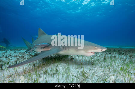 Lo squalo limone in Bahamas Foto Stock