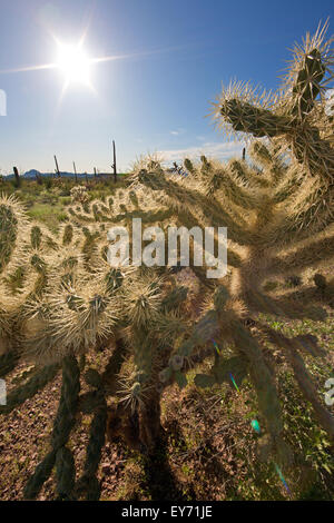 Teddy bear cholla cactus, Opuntia bigelovii, organo a canne monumento nazionale, Arizona, Stati Uniti d'America Foto Stock