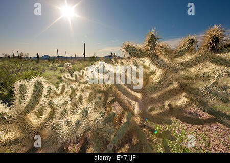 Teddy bear cholla cactus, Opuntia bigelovii, organo a canne monumento nazionale, Arizona, Stati Uniti d'America Foto Stock