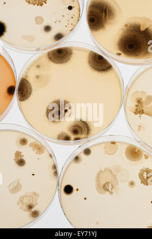 Selezione di microbi funghi batteri colture su agar in capsule petri con indicatore che mostra il cambiamento del ph e spore Foto Stock