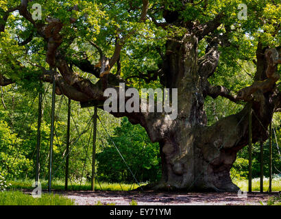 Il grande albero di quercia Quercus robur nella Foresta di Sherwood Nottinghamshire England Regno Unito che è di circa 1000 anni Foto Stock