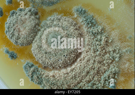 Modelli interessanti in corrispondenza dei confini tra il pin mold funghi e il verde profondo blu turchese colore delle spore di penicillium Foto Stock