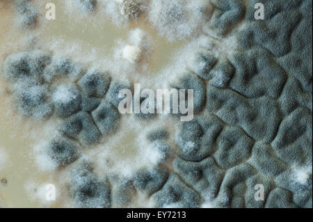 Modelli interessanti in corrispondenza dei confini tra il pin mold funghi e il verde profondo blu turchese colore delle spore di penicillium Foto Stock