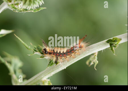 Il Rusty Tussock Moth arrampicandosi tra mondo di cardi è un molto pelosi caterpillar e fastidiosi peli fini di una difesa Foto Stock