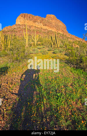 Ajo gamma montagne, organo a canne monumento nazionale, Arizona, Stati Uniti d'America Foto Stock