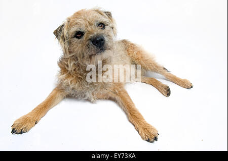 Hereford, Regno Unito. Il 20 luglio 2015. Studio shot di scruffy maschio di Border Terrier cane che stabilisce su sfondo bianco. Foto Stock