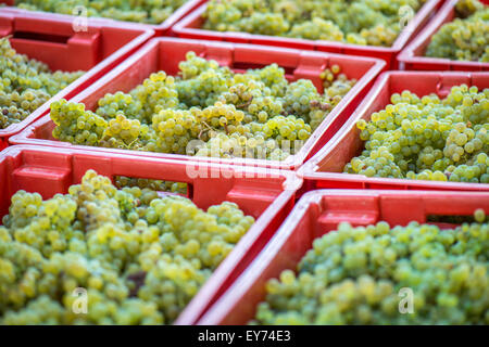 Giallo harvestingFresh uva uva gialli nelle caselle dopo il raccolto. Avvio processo di vinificazione. Foto Stock