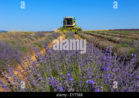 Raccolto di lavanda in luglio al Plateau de Valensole. Alpes-de-Haute-Provence. Valensole, Francia. Foto Stock