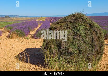 Raccolto di lavanda in luglio al Plateau de Valensole. Alpes-de-Haute-Provence. Valensole, Francia. Foto Stock