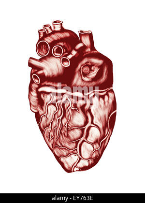 Cuore umano anatomia: chambers, valvole e navi isolate su bianco. Foto Stock