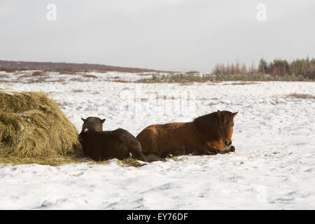 Alimentazione di fieno per un allevamento di cavalli islandesi in inverno Foto Stock