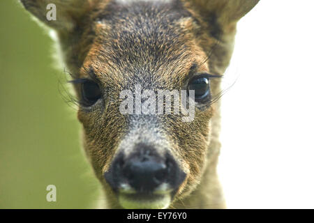 Chiudere l immagine di un capriolo Capreolus Foto Stock