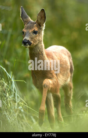 Il Roe Deer Fawn (Capreolus capreolus) in Prato Pascolo Foto Stock