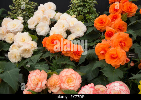 Knutsford, Regno Unito. 23 Luglio, 2015.Begonie sul display a RHS Flower Show Tatton Park che ha aperto al pubblico credito: Keith Larby/Alamy Live News Foto Stock