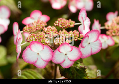 Rosa bianco orlato broccoli sterile di compact lacecap arbusto, Hydrangea serrata "Kiyosumi' Foto Stock