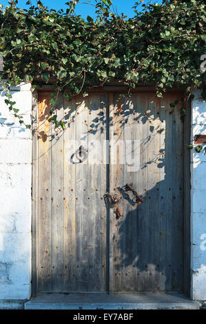 Vecchia porta di legno ricoperta di edera Foto Stock