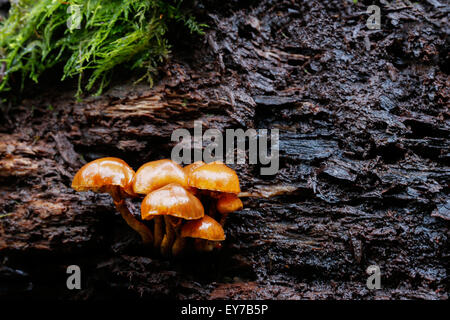 Un piccolo gruppo di inverno funghi che crescono su un decadimento ceppo di albero in bosco umido. Noto anche come gambo di velluto enoki nome latino Flammulina velutipes Foto Stock