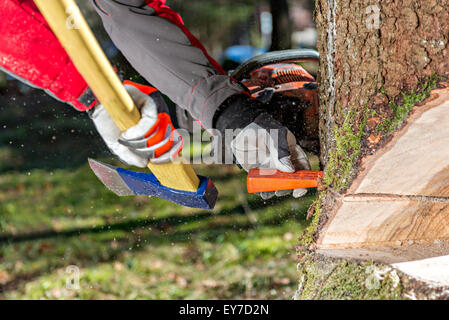 Abbattimento della treeWorker abbattimento della struttura ad albero con  chainsaw e cunei Foto stock - Alamy
