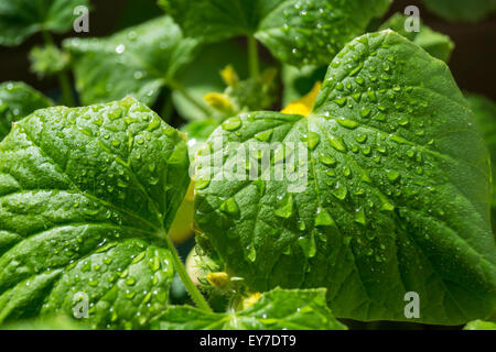 Foglio verde cetriolo con goccia d'acqua Foto Stock