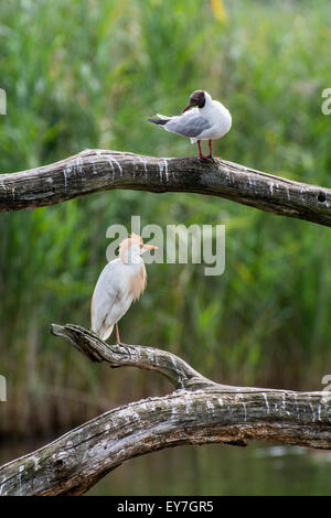 A testa nera (gabbiano Chroicocephalus ridibundus) e airone guardabuoi (Bubulcus ibis) arroccato su caduto albero tronco in una palude Foto Stock