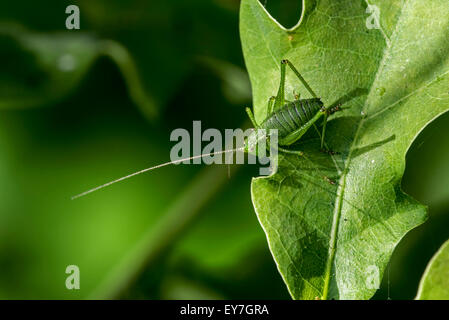 Chiazzato bush-cricket (Leptophyes punctatissima) maschio sulla lamina Foto Stock
