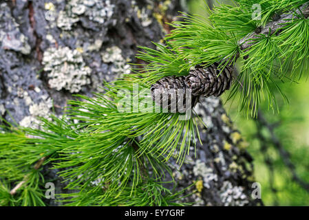 Unione larice (Larix decidua) close up di aghi e pigne Foto Stock