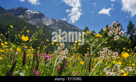 Coloratissimi fiori selvatici in prato alpino delle Alpi in estate Foto Stock