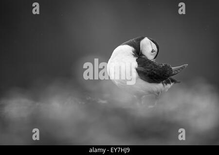 Atlantic Puffin ( Fratercula arctica) preening a stoppino, Skomer Island, Pembrokeshire - bianco e nero Foto Stock