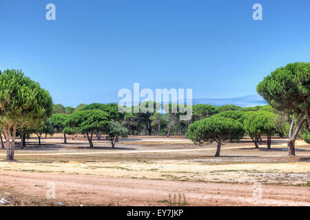 Belle piantagioni miracolosa di Cork Oak tree Foto Stock