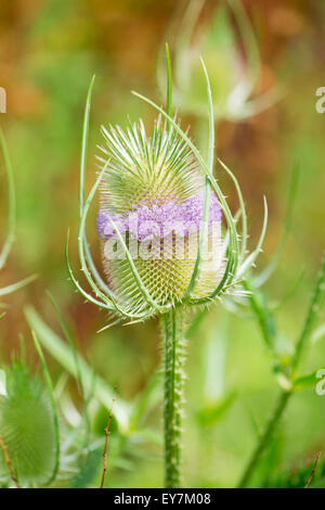 Teasel bud con fiori viola in natura Foto Stock