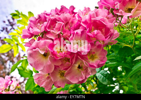 Cluster di cane rosa rose fiori. Foto Stock